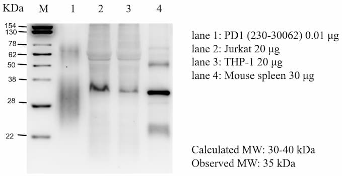 Western Blot Image