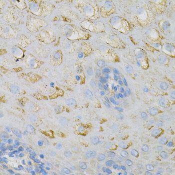 Immunohistochemistry - COX4I1 Polyclonal Antibody (144-06564)