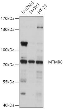Western blot