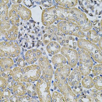 Immunohistochemistry - AP2A1 Antibody (144-06863)