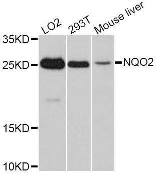 Western blot - NQO2 antibody (144-011742)