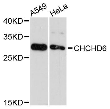 Western blot - CHCHD6 antibody (144-12911)