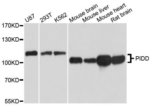Western blot - PIDD Polyclonal Antibody (144-04831)