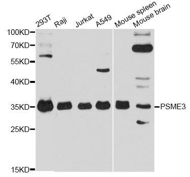 Western blot - PSME3 antibody (144-600907)