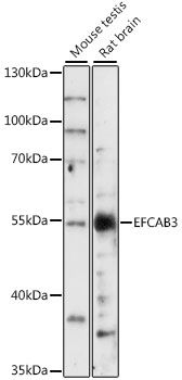 Western blot