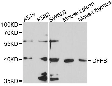 Western blot - DFFB Polyclonal Antibody (144-600500)