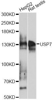 Western blot - USP7 antibody (144-60394)