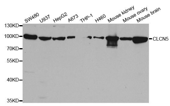 Western blot - CLCN5 Polyclonal Antibody (144-05707)