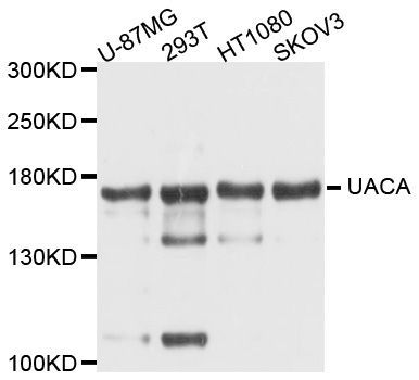 Western blot - UACA antibody (144-09713)