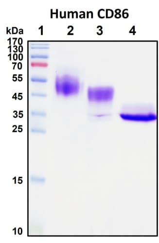 SDS-PAGE Image