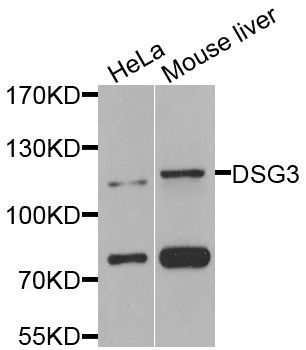 Western blot - DSG3 antibody (144-08412)