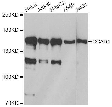 Western blot - CCAR1 antibody (144-013595)