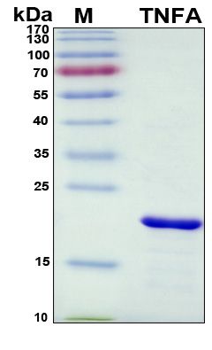 SDS-PAGE