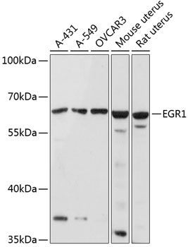 Western blot