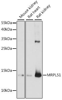 Western blot - MRPL51 antibody (144-61234)