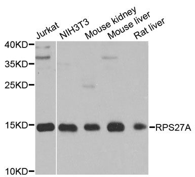 Western blot - RPS27A antibody (144-02027)