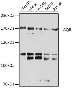 Western blot - AQR Polyclonal Antibody (144-06011)