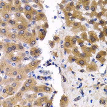 Immunohistochemistry - SCP2 antibody (144-05382)