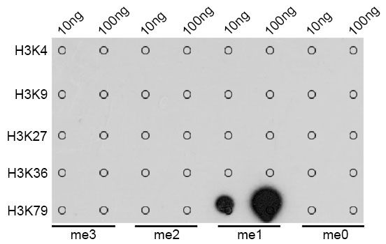 Dot Blot - MonoMethyl-Histone H3-K79 pAb (144-02367)