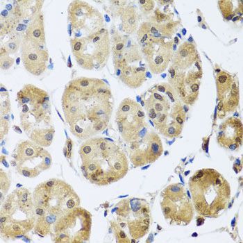 Immunohistochemistry - TAF15 antibody (144-08465)