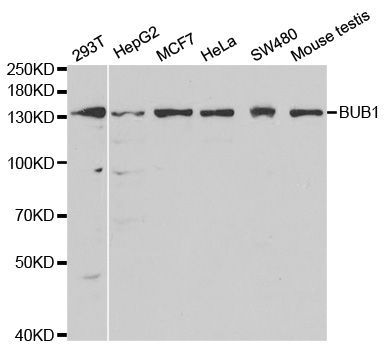 Western blot - BUB1 antibody (144-01929)