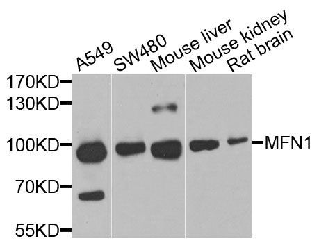 Western blot - MFN1 Polyclonal Antibody (144-09880)