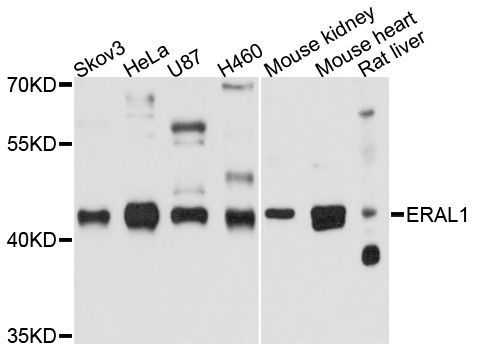 Western blot - ERAL1 Polyclonal Antibody (144-600542)