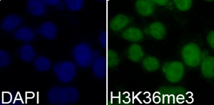 Immunofluorescence - TriMethyl-Histone H3-K36 pAb (144-02366)
