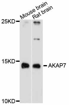 Western blot - AKAP7 antibody (144-11728)