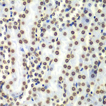 Immunohistochemistry - HIST3H3 antibody (144-61338)