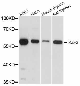 Western blot - IKZF2 antibody (144-012265)