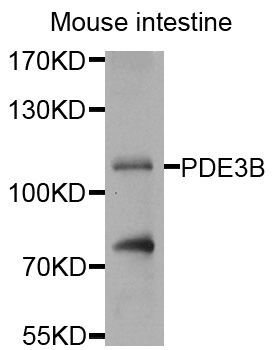 Western blot - PDE3B antibody (144-08448)