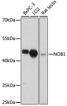 Western blot