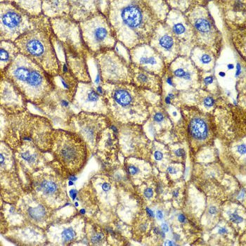 Immunohistochemistry - ASGR1 antibody (144-06871)