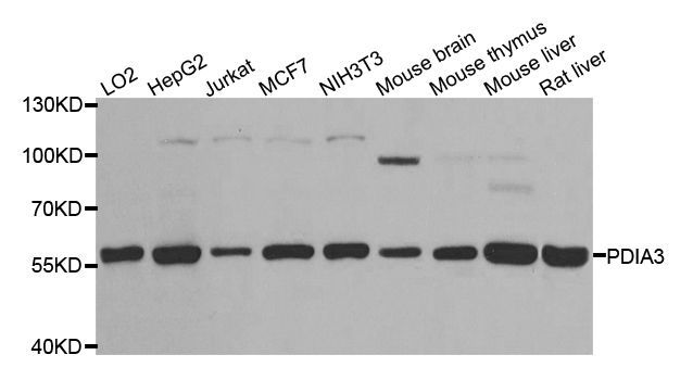 Western blot - PDIA3 Polyclonal Antibody (144-01085)