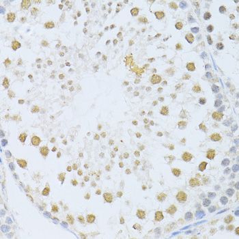 Immunohistochemistry - POLR2A Polyclonal Antibody (144-011181)