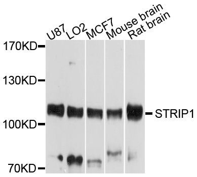 Western blot - STRIP1 Polyclonal Antibody (144-010334)