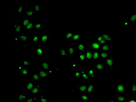 Immunofluorescence - MORF4L1 Polyclonal Antibody (144-07071)