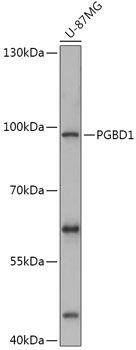 Western blot