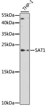 Western blot