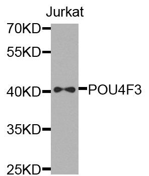 Western blot - POU4F3 antibody (144-07712)