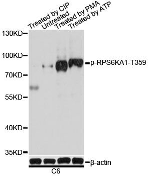 Western blot - Phospho-P90RSK-S363 pAb (144-61512)