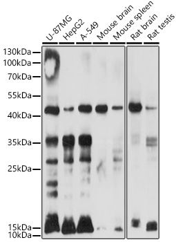 Western blot