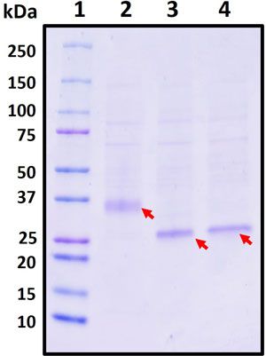 SDS-PAGE image