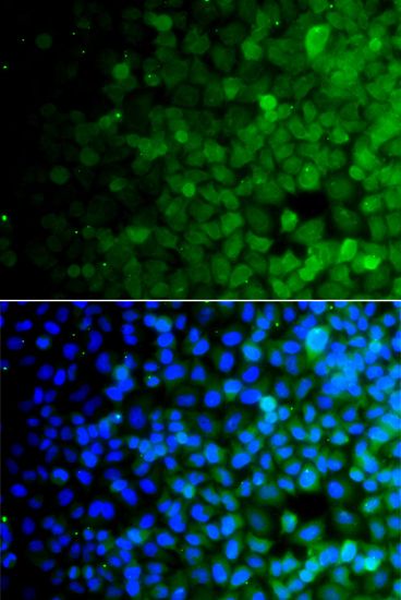 Immunofluorescence - USP10 antibody (144-07505)