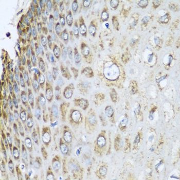Immunohistochemistry - PHB2 antibody (144-04504)