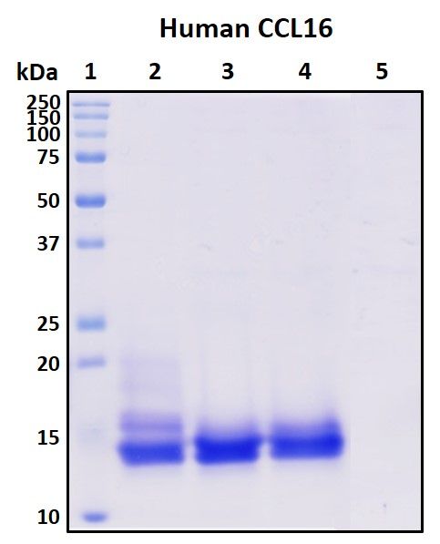 SDS-PAGE
