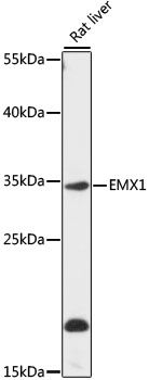 Western blot