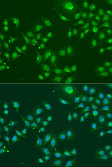 Immunofluorescence - IFIT3 antibody (144-03924)