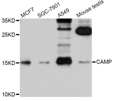 Western blot - CAMP Antibody (144-61312)